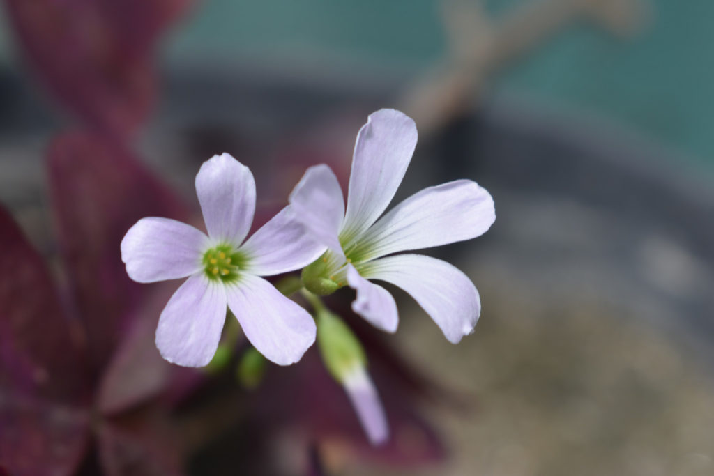 Blüten auf Oxalis Triangularis