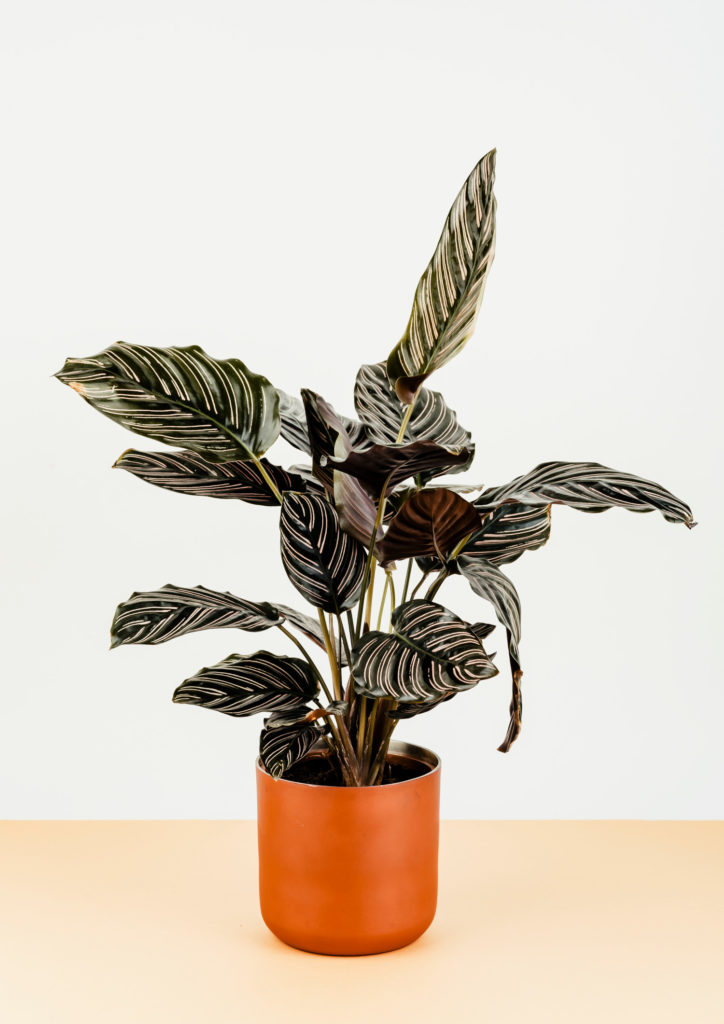 Calathea Ornata weißer Hintergrund