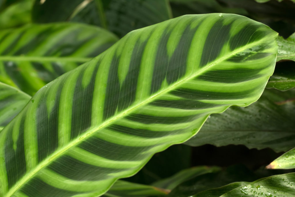 Calathea zebrina