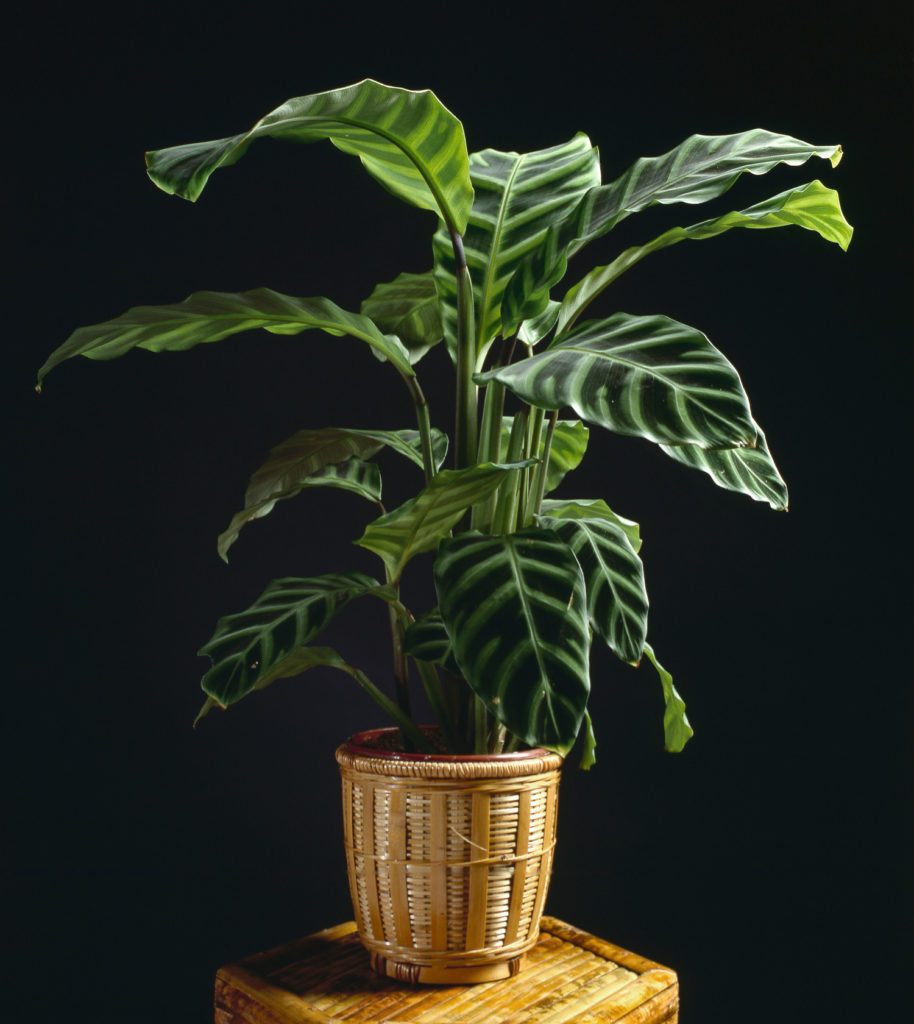 Eine schöne Zebrina Calathea