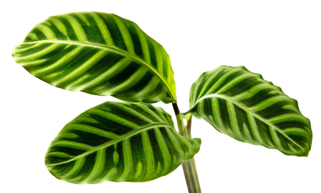 braune Ränder auf den Blättern von Zebrina calathea