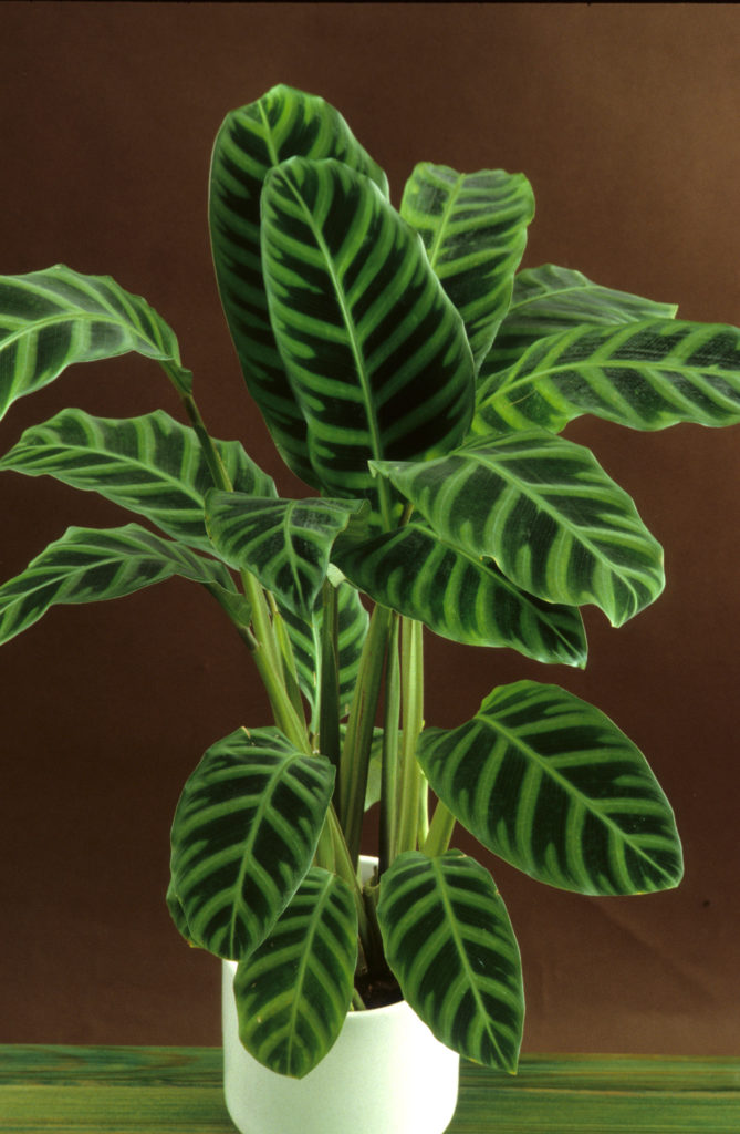 calathea zebrina im weißen Topf