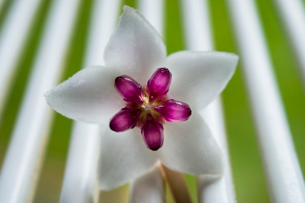 hoya bella blume