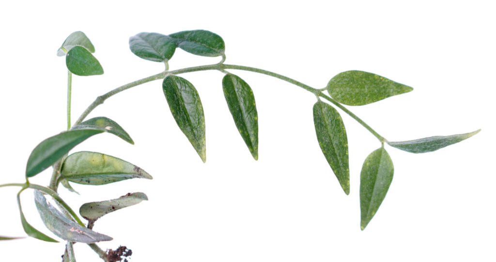hoya bella kleine wachsblume