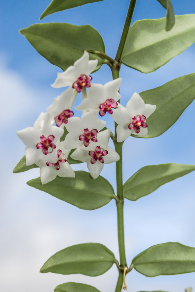 hoya bella Pflege
