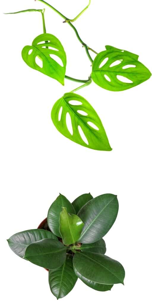 kamerplanten verzorging tips