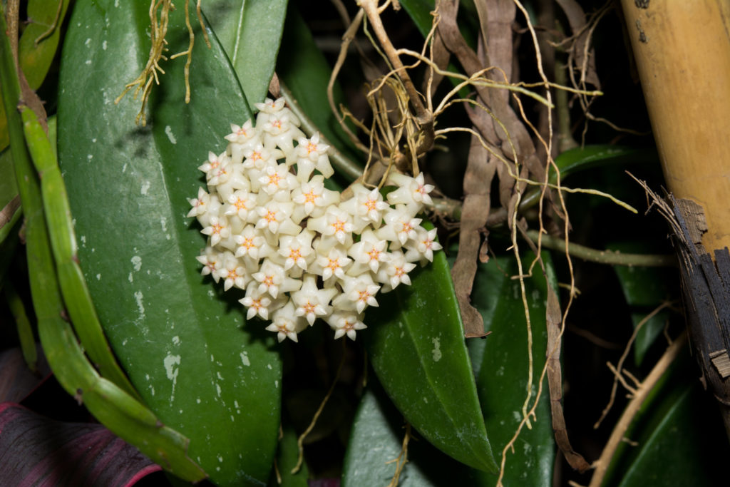 kleine Wachsblume