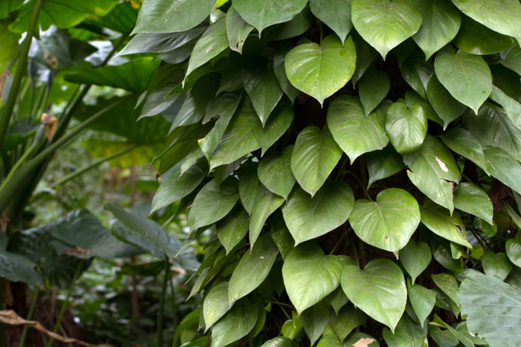scandens philodendron als klimplant