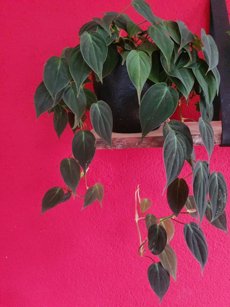 Philodendron micans als Hängepflanze