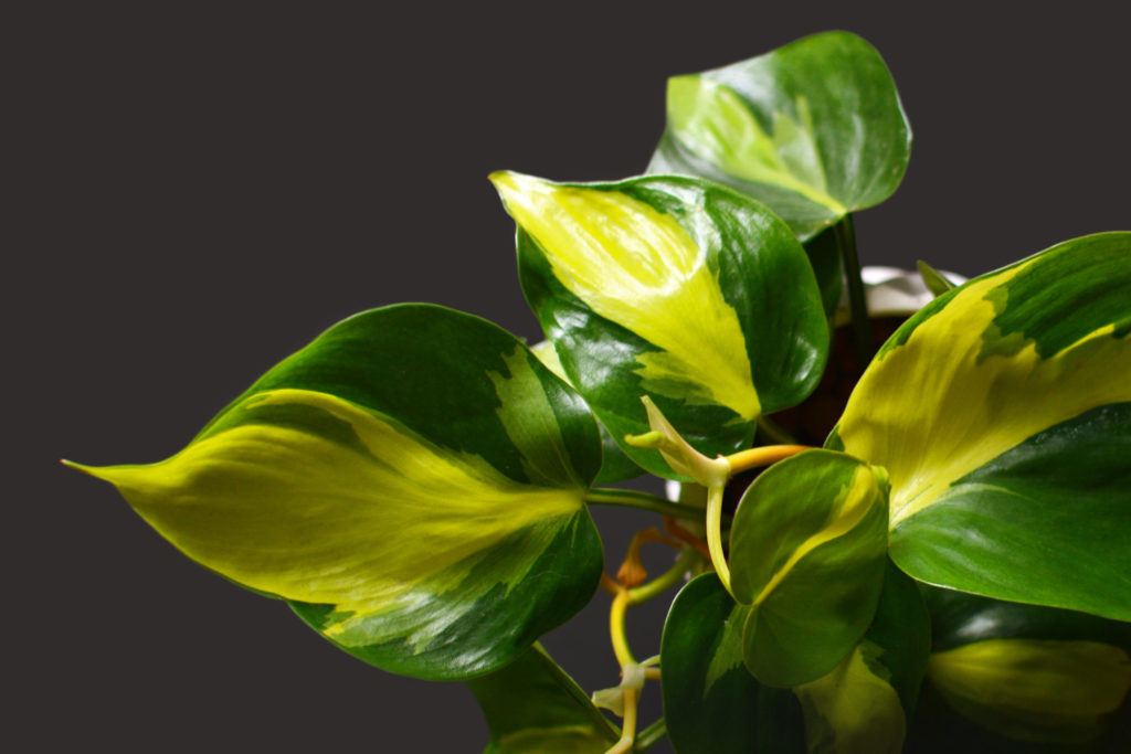 philodendron scandens brasil