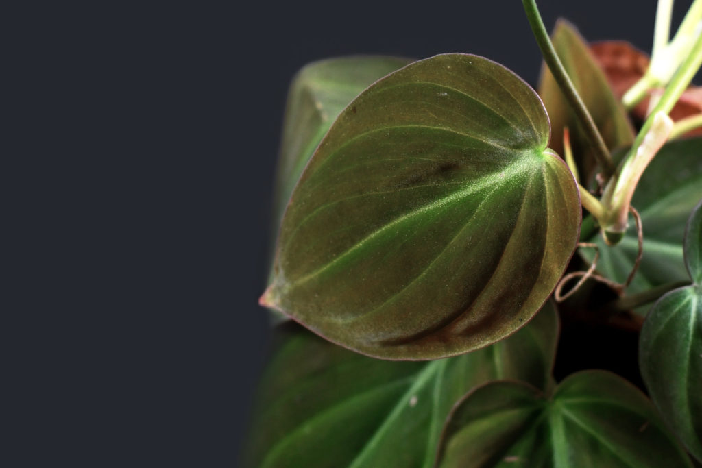 philodendron scandens micans