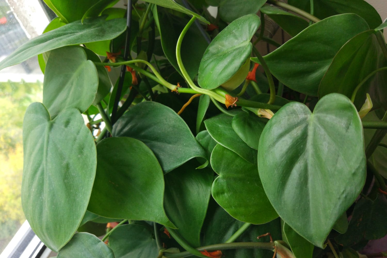 philodendron scandens