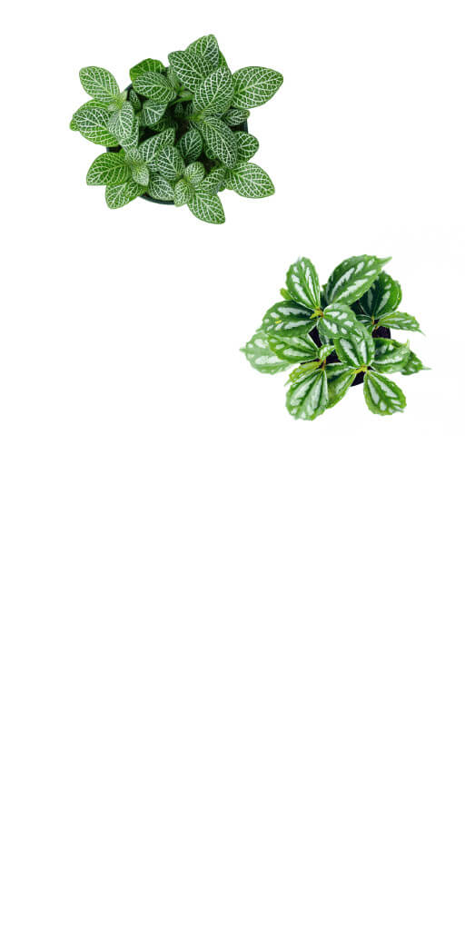 planten verzorging tips