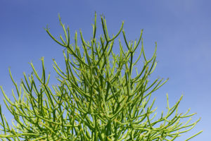Potloodplant stekken
