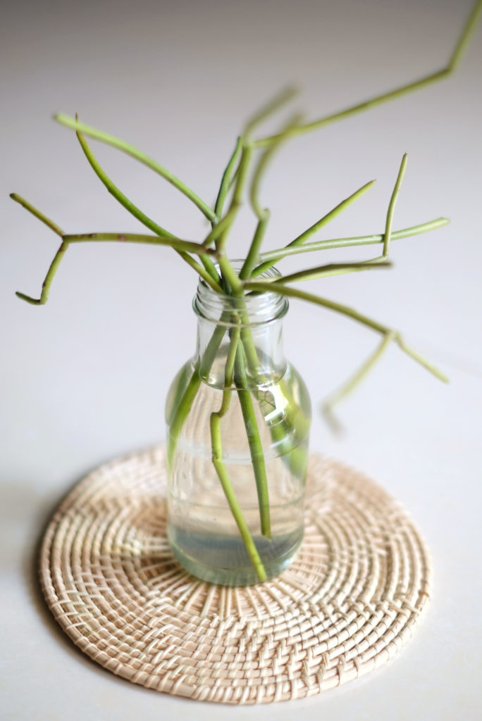 potloodplant stekken in water