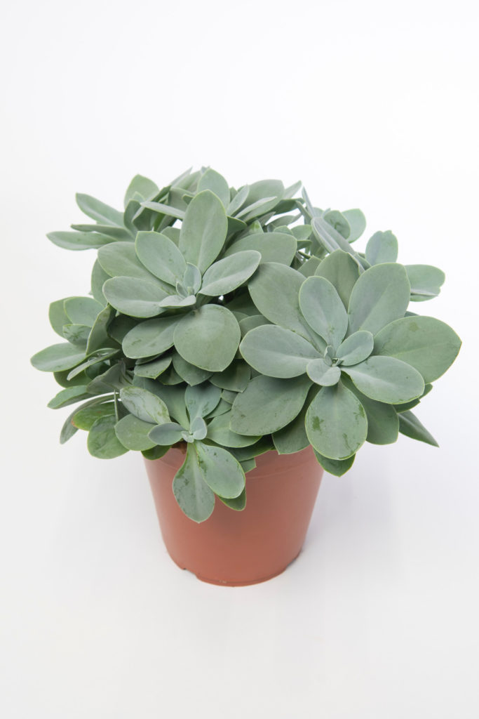senecio cephalophorus