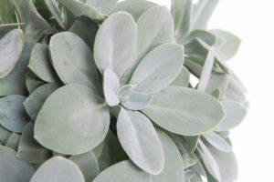 senecio cephalophorus