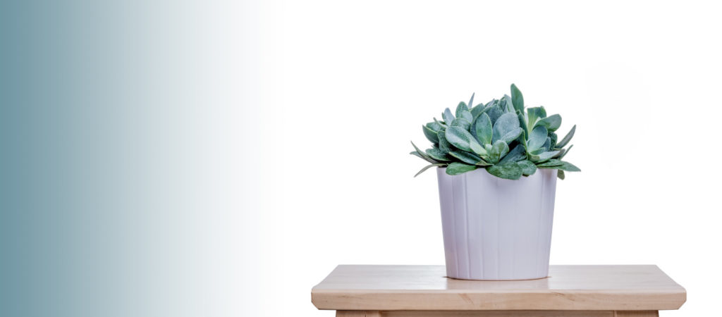 senecio cephalophorus in pot