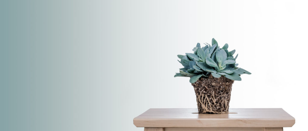 senecio cephalophorus verzorging