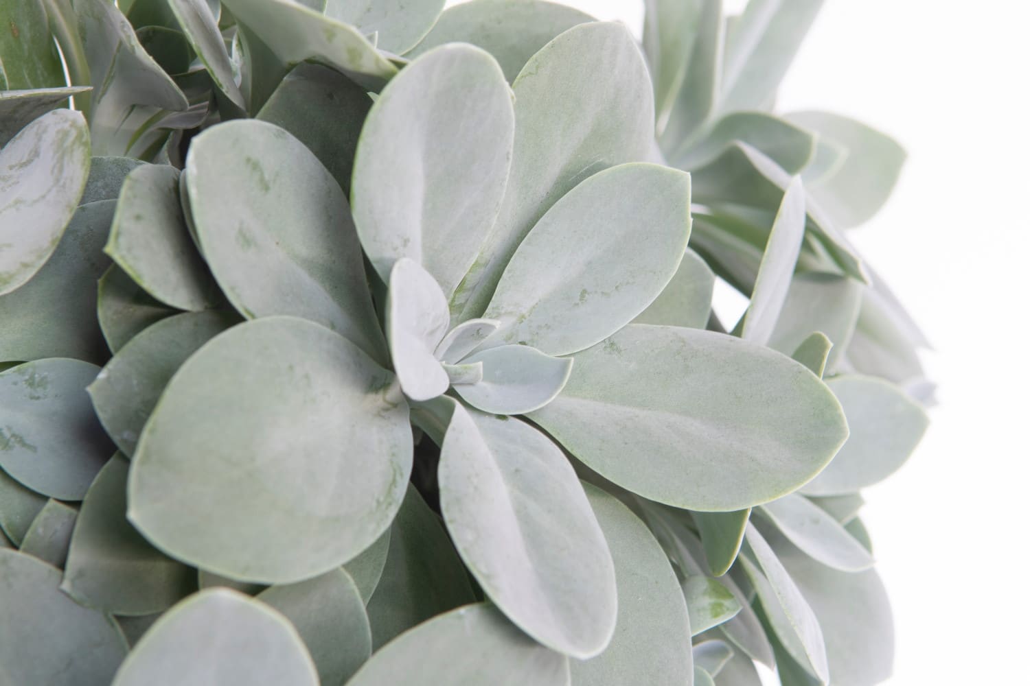 senecio cephalophorus