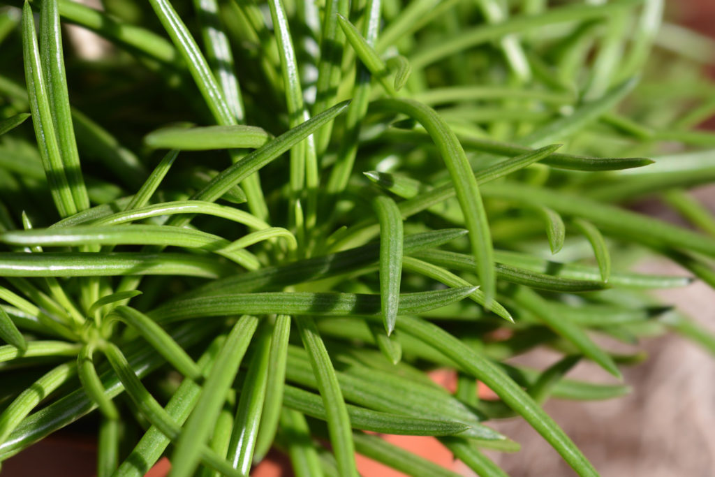 Senecio Himalaya