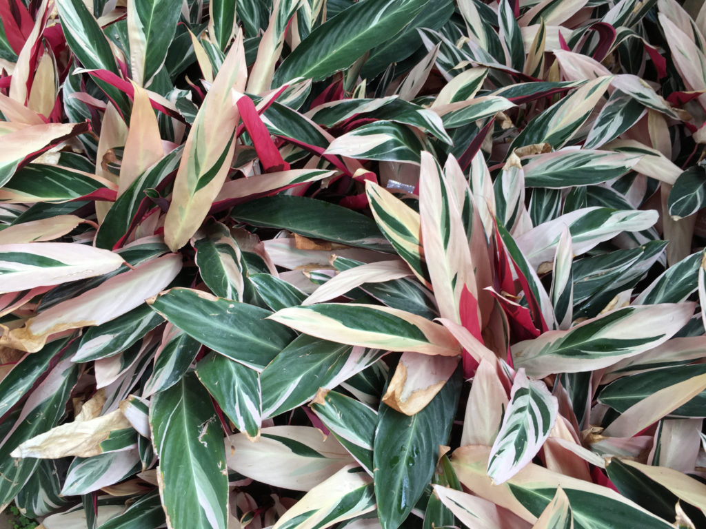 Pflege der Calathea Triostar