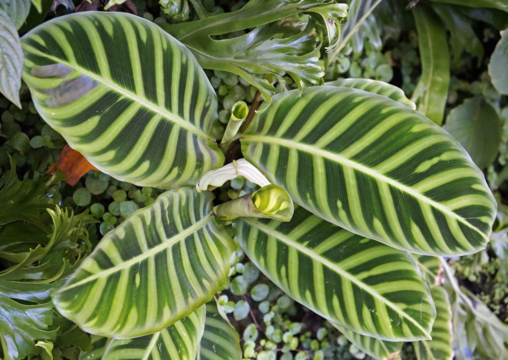 neue Blätter an der Zebrina calathea