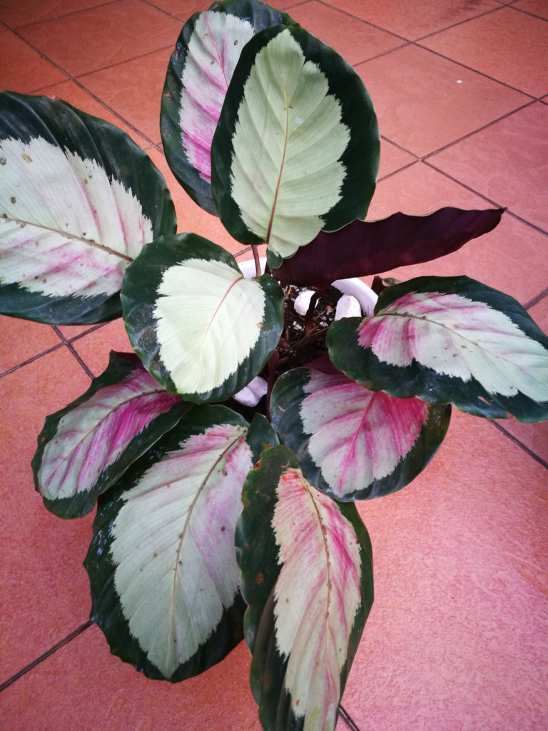 Calathea Roseopicta Rosig