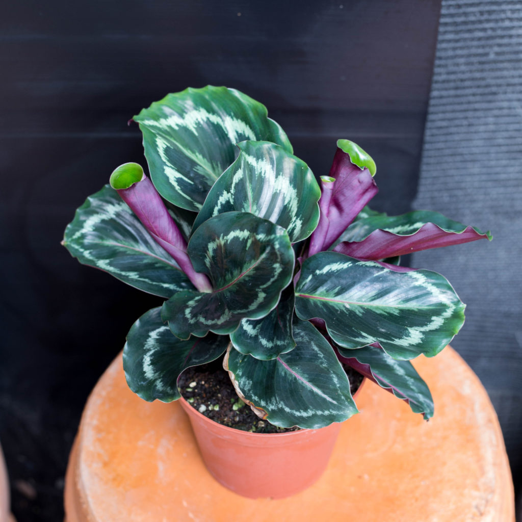 Calathea Roseopicta im Topf