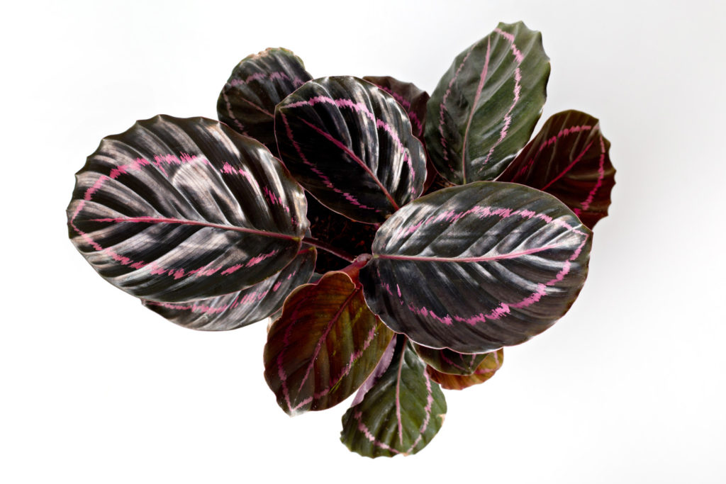 Calathea Roseopicta Pflege
