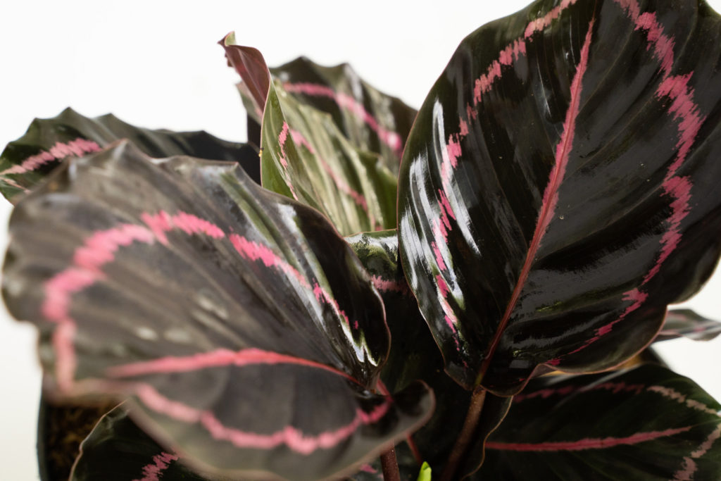 Calathea Roseopicta Dottie