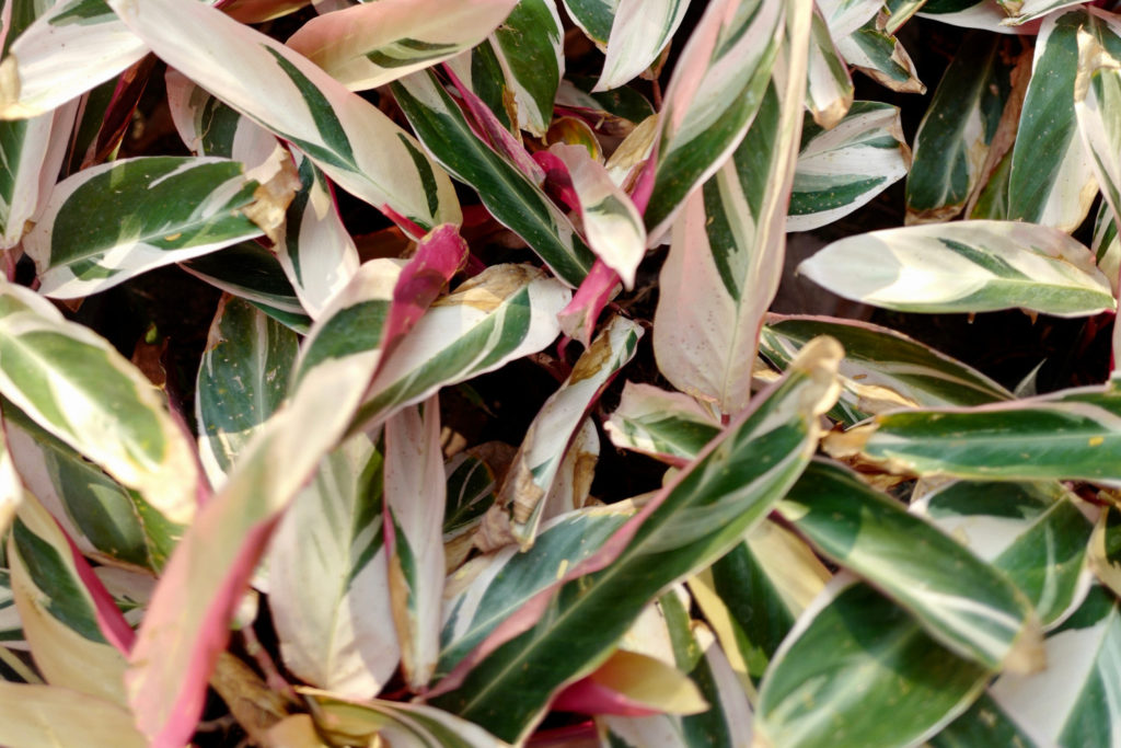 Calathea-Art Triostar