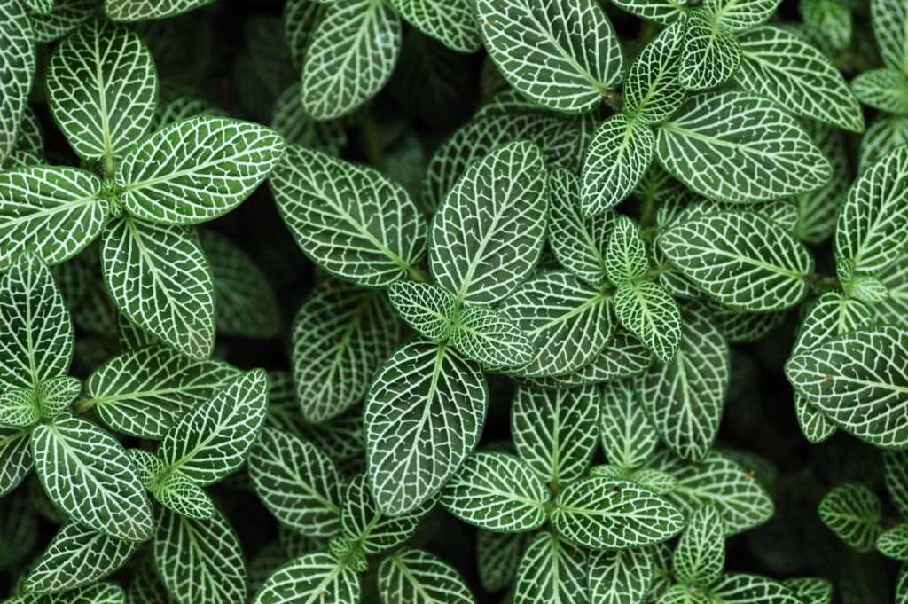 Fittonia verschaffeltii