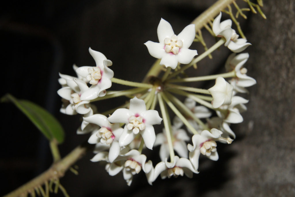Hoya Australis