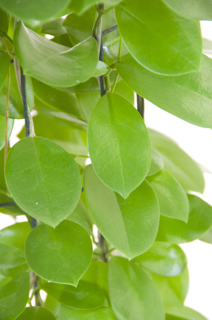 Hoya Australis