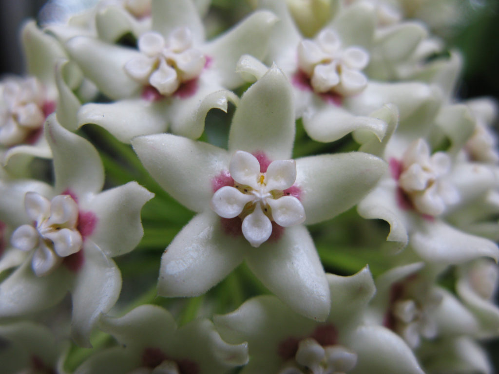 Hoya Australis Blüte