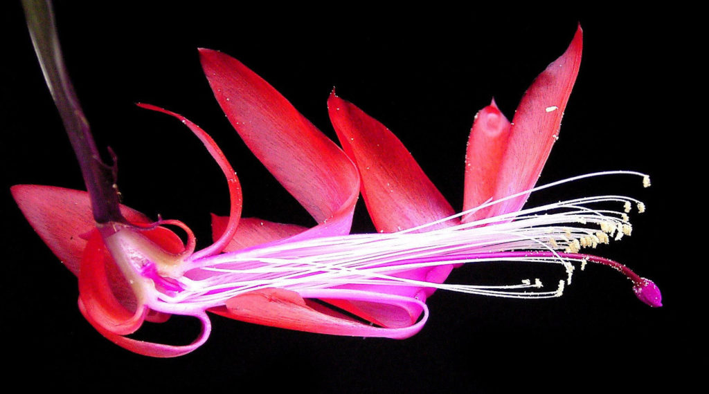 doorsnede van de lidcactus bloem