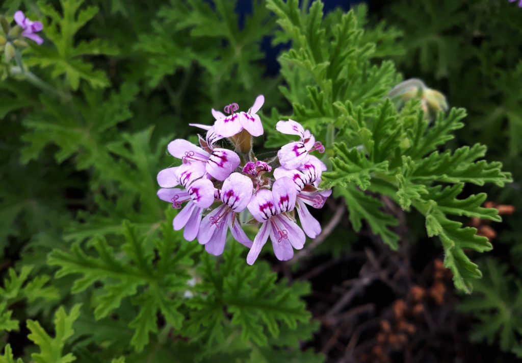 Pelargonium graveolens