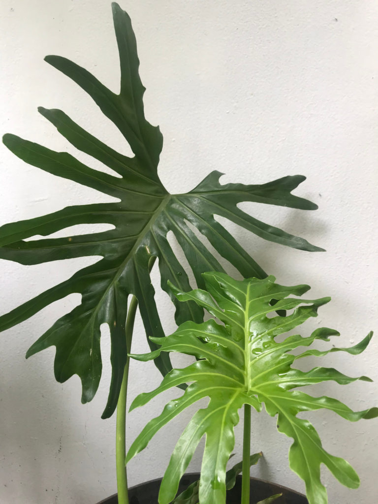 Philodendron Xanadu