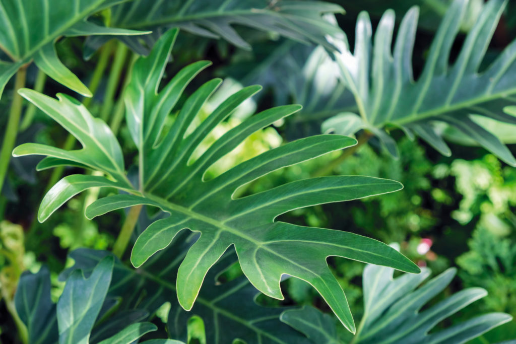 Philodendron Xanadu