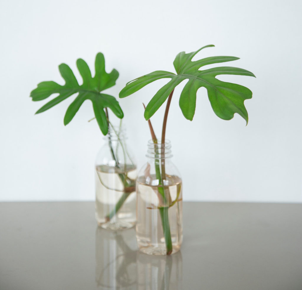 Philodendron Xanadu-Stecklinge auf Wasser