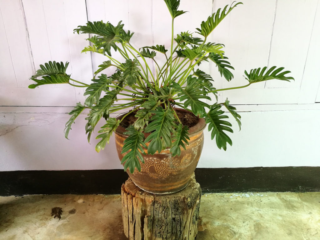 Philodendron Xanadu im Topf