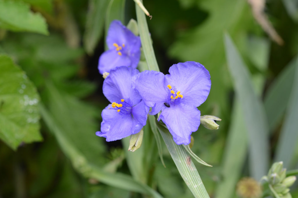 bloem van de tradescantia