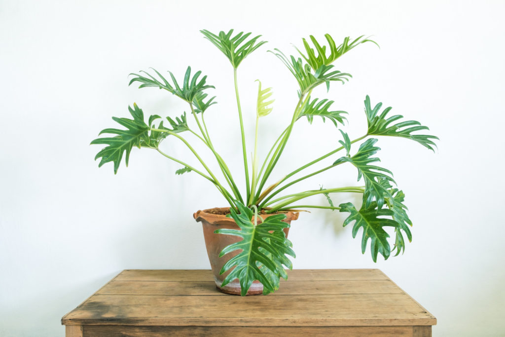 Philodendron Xanadu giftig für Katzen
