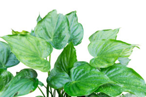 alocasia
