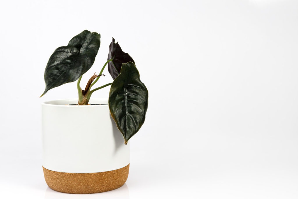 alocasia soorten azlanii