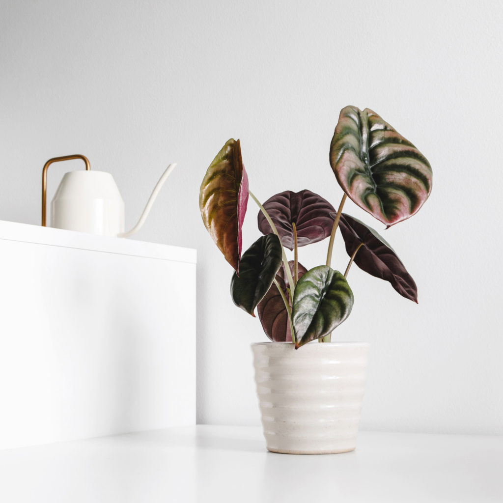 alocasia soorten cuprea