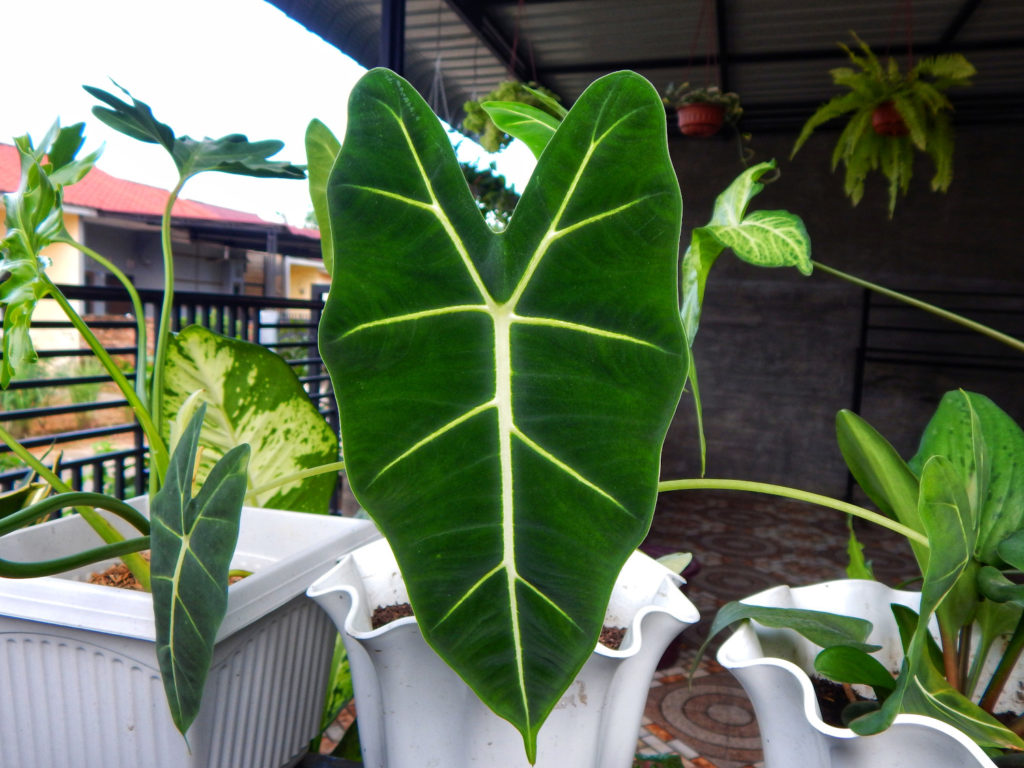alocasia soorten frydek