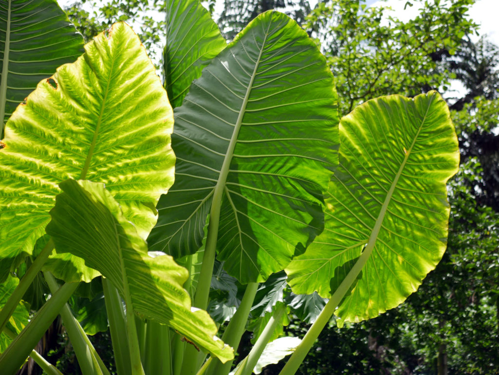 alocasia soorten macrorrhiza