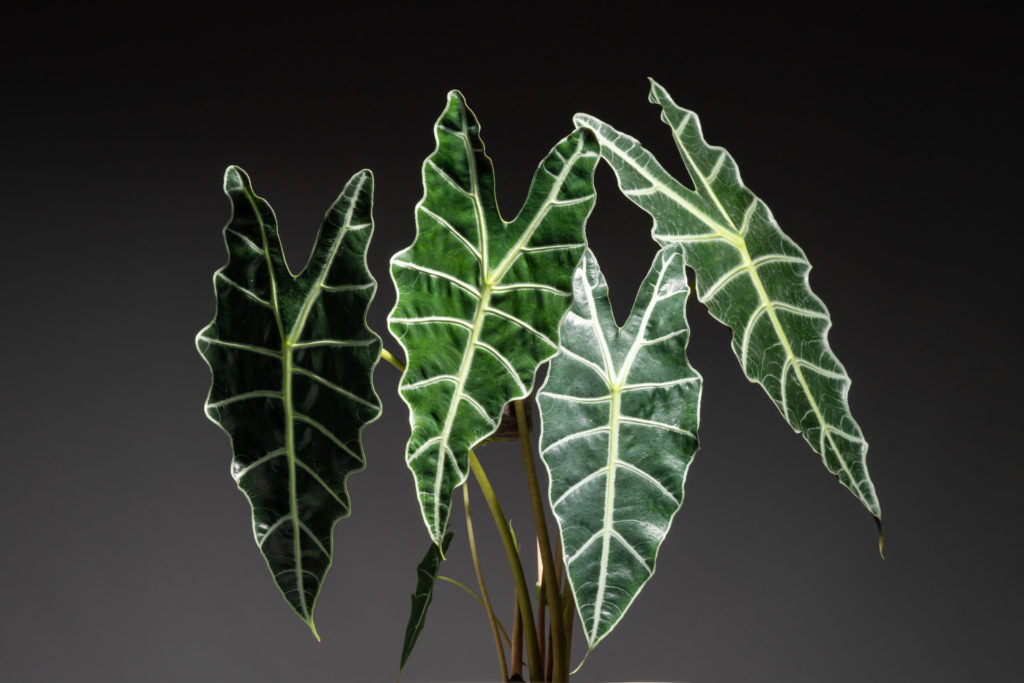 alocasia soorten polly